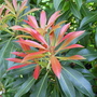 Pieris Forest Flame (Pieris japonica)
