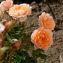 Flower Power Miniature (Rosa 'Flower Power')