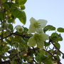 Clematis cirrhosa  "Wisley Cream"  January 2009.