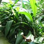 Aspidistra elatior