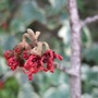 Hamamelis 'Rubin' (Hamamelis x intermedia (Witch hazel))