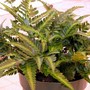 Unknown Fern