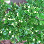 'Mock Orange' buds - Murraya Paniculata/ Orange Jasmine (Murraya paniculata (Chinese Box))
