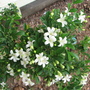 Mock Orange/Orange Jasmine (Murraya paniculata (Chinese Box))