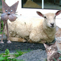 G F's Sheep and Kitty Friends