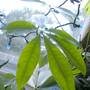 Pachira Leaves (Pachira aquatica (Castano Del Choco))