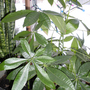 A garden flower photo (Pachira aquatica (Castano Del Choco))