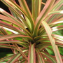 Dracaena (Dracaena marginata 'Tricolour')