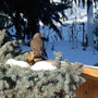 Flicker in the snow