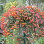 Tropaeolum tricolor (Tropaeolum tricolor)