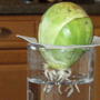 I,m growing a sprout 