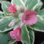 Pulmonaria 'David Ward' (Pulmonaria rubra (Lungwort))