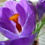 Crocus Remembrance (Crocus.....Remembrance)
