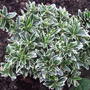 Euonymus japonicus 'Microphyllus Albovariegata' (Euonymus japonicus (Japanese Euonymus))