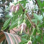 Clematis napaulensis - open flowers 2009 (Clematis napaulensis)