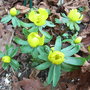 Eranthis hyemalis - 2009 (Eranthis hyemalis)