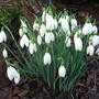 Galanthus nivalis - 2009 (Galanthus nivalis)
