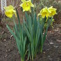 Narcissus__cedric_morris__-_2009