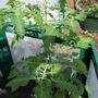 Tomato_-_black_cherry