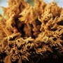 Cycas revoluta (Sago Palm) Apical whorls of feathery, almost leather like bacts in the crown of a mature plant 