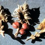 Cycas revoluta - Feathery scales and seeds in detail