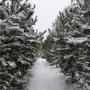 My Corsican Pines With A Dusting Of Snow Today (Pinus nigra)