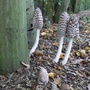 Autumn in the beech wood. (Coprinus picaseus)