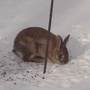 One of the wild cottontail rabbits