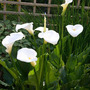 Calla__screen___img_0812
