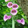 Foxglove_close-up