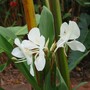 Hedychium coronarium (Hedychium coronarium (Butterfly Ginger))