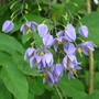 Solanum seaforthianum