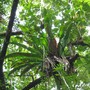 Asplenium australasicum