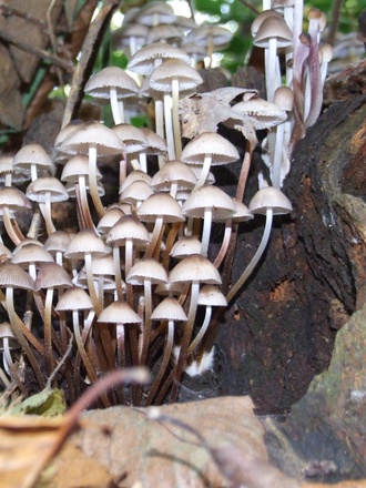 Fungi.