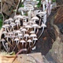 Fungi.