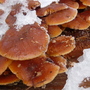 Winter Fungi