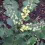Mahonia x media 'Charity' (Mahonia x media 'Charity')