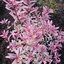 Hebe 'Heartbreaker'