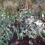 Euonymus fortunei 'Harlequin' amongst the snowdrops. (Euonymus fortunei (Euonymus))