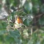 Robin in ivy.