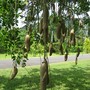 Kigelia pinnata (Kigelia africana (Sausage Tree))