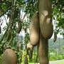 Kigelia pinnata (Kigelia africana (Sausage Tree))