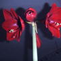 2008-02-18_002_amaryllis_is_opening