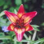 A garden flower photo (Lillum)