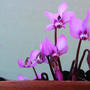 Cyclamen coum (Cyclamen coum)