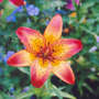 A garden flower photo