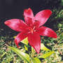A garden flower photo