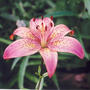 A garden flower photo