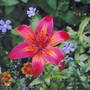A garden flower photo