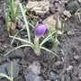 Spring display - a solitary crocus.